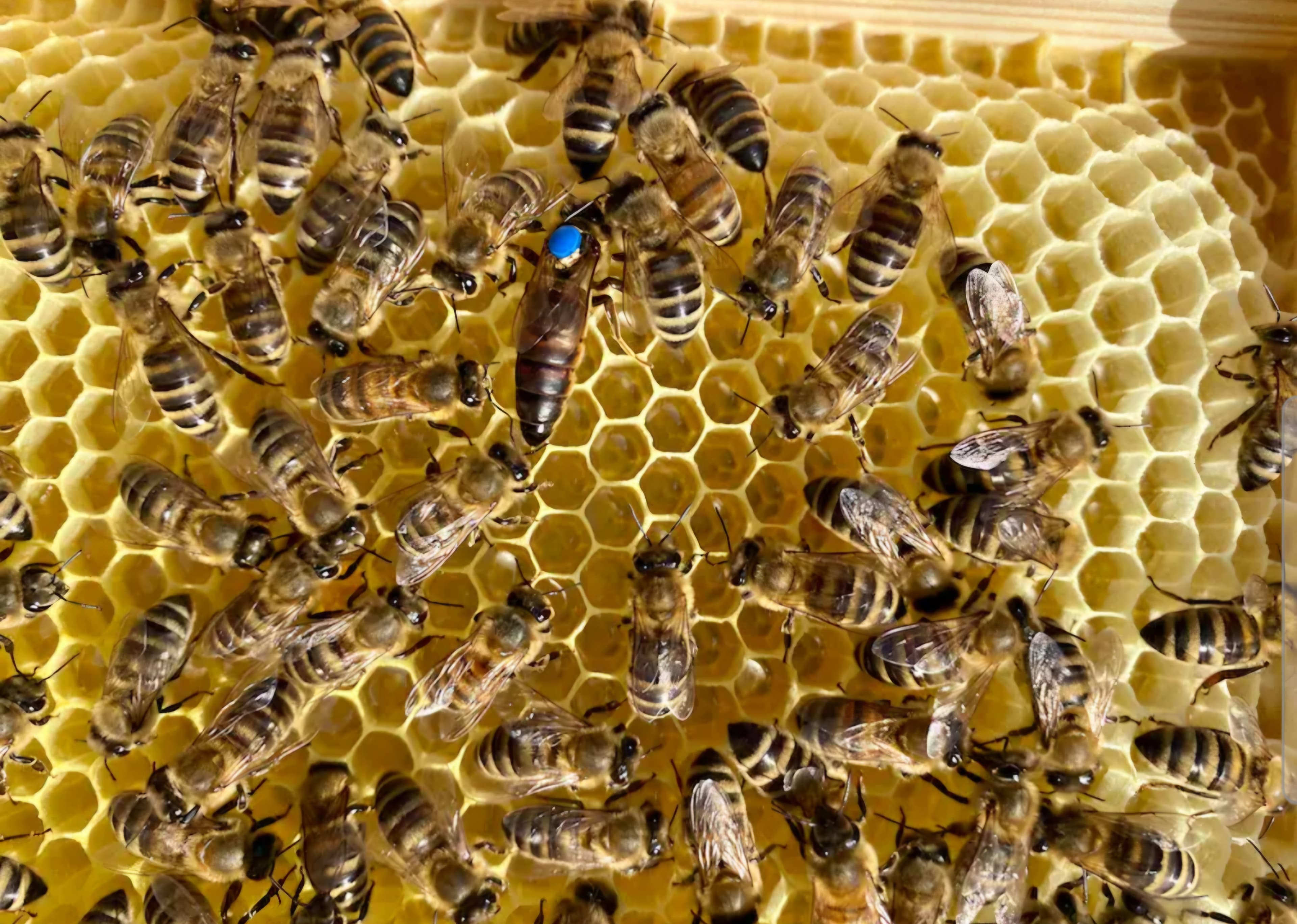 Bienen auf der Wabe mit markierter Königin in der Imkerei