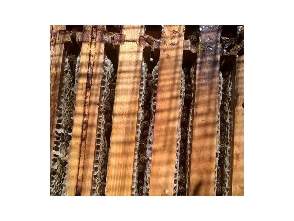 Bienen auf den Waben bei der Sommertracht